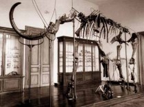 Prvič so mamuta predstavili v Prirodoslovnem muzeju Slovenije title=