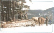 Prevažanje hlodov z voli title=