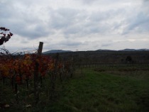 Vinogradi na Grahovem Brdu title=