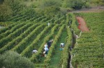 Vinska trta je na večinskem delu skoraj 800 hektarjev obdelovalnih površin otoka title=
